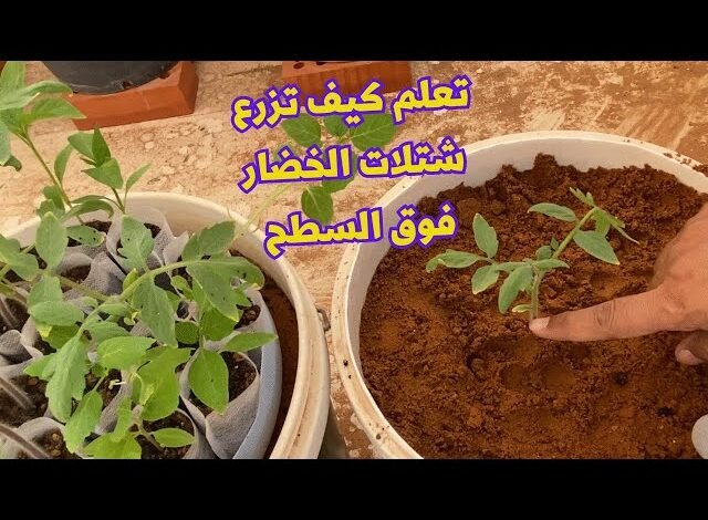 كيف تزرع نباتاتك المنزلية بسهولة كيف تزرع نباتاتك المنزلية بسهولة